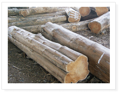 Dry Teak wood